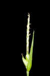 Wildenow's sedge